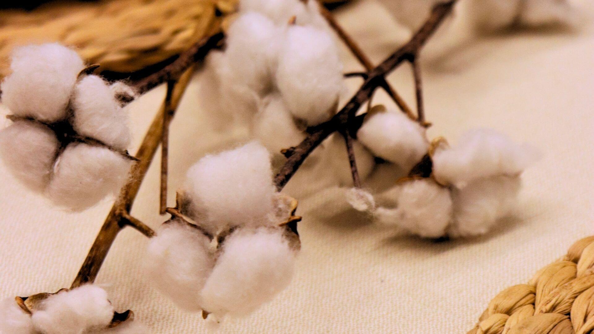 Rama de algodón sobre fondo neutro, símbolo del origen reciclado y natural del tejido Jacquard Lynx.